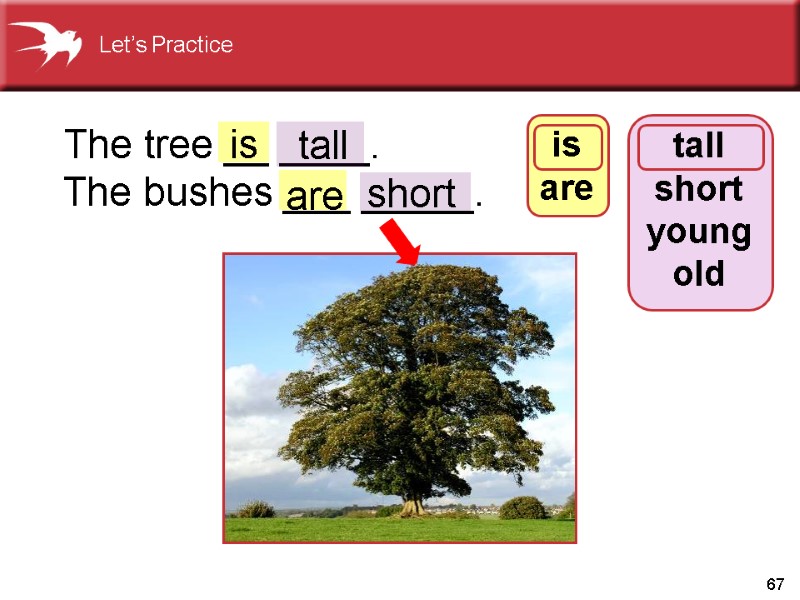 67  The tree __ ____.     The bushes ___ _____.